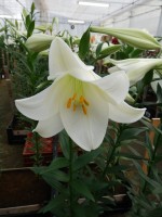 [5153 Lincoln DJ No01.JPG]